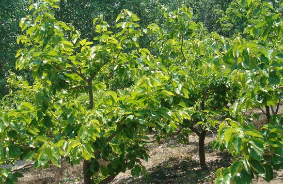 梨树种植新技术“高接换种”更高效