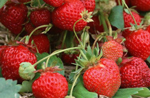 四季草莓栽培怎样提高产量