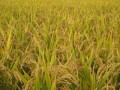 [农广天地]走进鱼台:有机水稻种植加工与泥鳅养殖技术介绍
