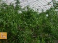 [农广天地]日光温室栽培鲜食枣花果期管理