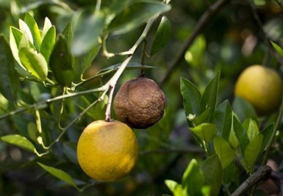 怎样识别防治柑橘黄龙病