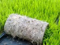 [农广天地]水稻钵盘育苗技术视频
