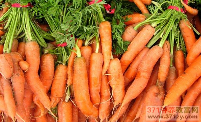 胡萝卜反季节种植穿上“保暖衣”上市提前20天