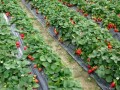 [科技苑]种草莓 新农民新手法