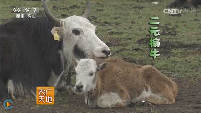 [农广天地]三元犏牛养殖技术