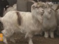 王国珍科学饲养河西绒山羊的独特技术