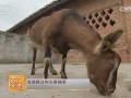 [农广天地]古蔺马羊养殖技术