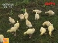 种草养鹅技术：给鹅喂草的波折