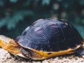 [农广天地]黄缘闭壳龟养殖技术视频
