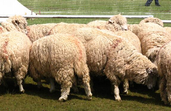 高山美利奴羊产优质羊毛的绝招—给羊穿罩衣