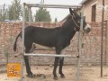 [农广天地]德州驴养殖技术视频
