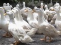 圈养蛋鸭要科学补钙提高产蛋率