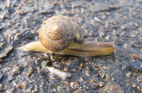 蜗牛和蚯蚓能混养吗？