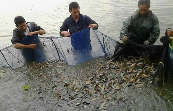 北方地区怎样养殖台湾泥鳅？