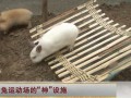 包建民种兔运动场的“神”设施让母兔1年能多生2窝