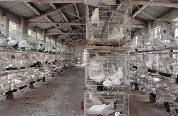 鸽子养殖大棚怎样建设？