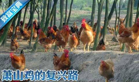 怎样提高萧山鸡的生长速度和产蛋量
