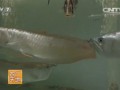 [农广天地]淡水热带鱼的家庭养殖方法