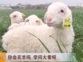 [科技苑]你会买羊吗 学问大着呢