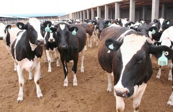 [农广天地]奶牛的夏季科学饲养管理减少热应激