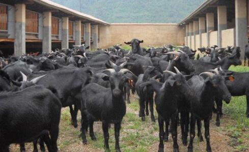 农村养殖黑山羊提高利润的三要点