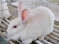 [农广天地]獭兔“三针两料”笼养技术
