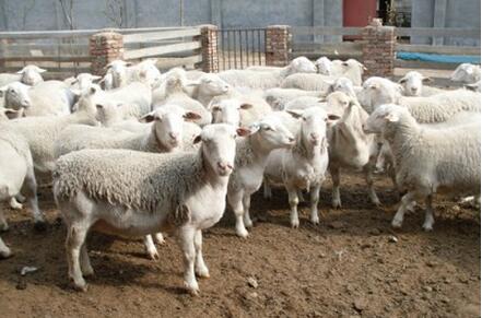 夏季羊常见病有哪些，如何诊断防治？