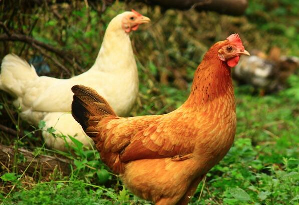 [科技苑]张海建养鸡的四个心得：让柴鸡下出富硒蛋