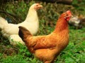 [科技苑]张海建养鸡的四个心得：让柴鸡下出富硒蛋