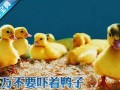 [科技苑]网上养鸭给鸭子建个舒服的“家”