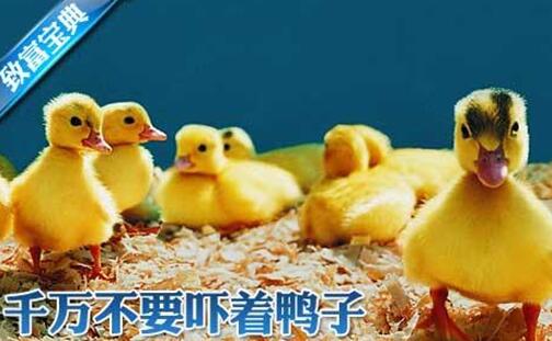 [科技苑]网上养鸭给鸭子建个舒服的“家”