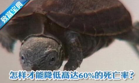 怎么养龟：降低乌龟死亡率有高招