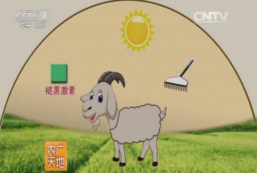 [农广天地]西藏山羊暗棚养殖技术