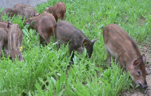 野猪养殖的五种错误养殖方法