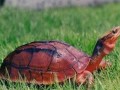 [农广天地]金钱龟的养殖方法