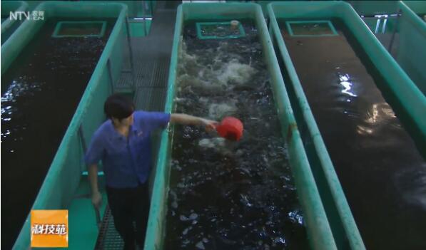 [科技苑]林永南循环水高密度养鱼一立方米养出80公斤鱼
