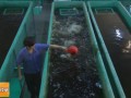 [科技苑]林永南循环水高密度养鱼一立方米养出80公斤鱼
