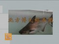 北方博士鱼芒养殖技术视频