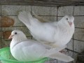 肉鸽高产抓细节：一对肉鸽一年能产21只幼鸽