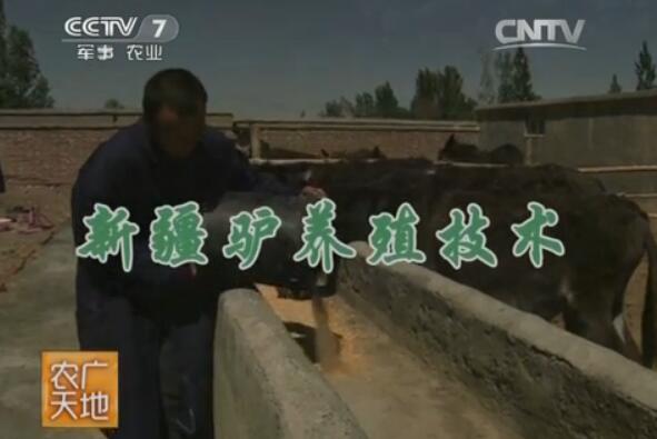 新疆驴规模化养殖技术视频