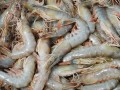 [农广天地]中国对虾养殖技术