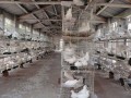 鸽子养殖大棚的设计方案
