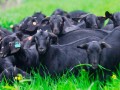 [农广天地]乐至黑山羊养殖技术视频