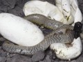 幼蛇吃什么，怎么让幼蛇开食？