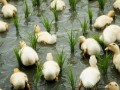 稻鸭共生新模式 生态养殖效益高