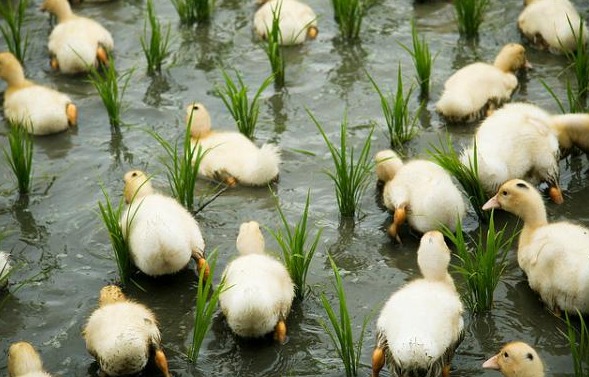 稻鸭共生新模式 生态养殖效益高