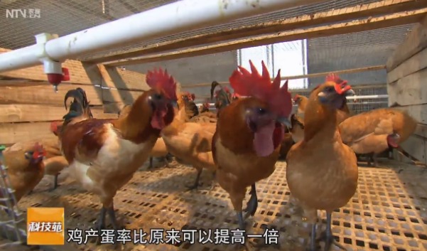 [科技苑]土鸡的婚房:连体式种鸡笼养鸡效益增一倍