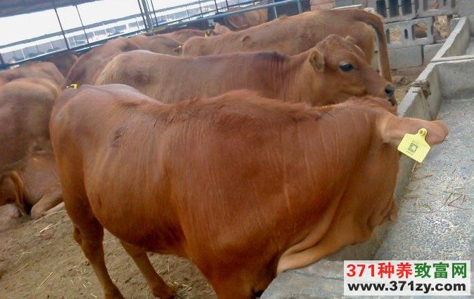 [农广天地]利木赞牛的生产性能与杂交改良