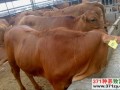 [农广天地]利木赞牛的生产性能与杂交改良