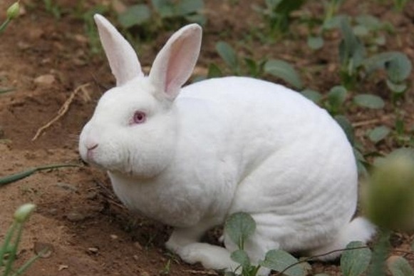 哺乳母兔乳房炎的防治方法